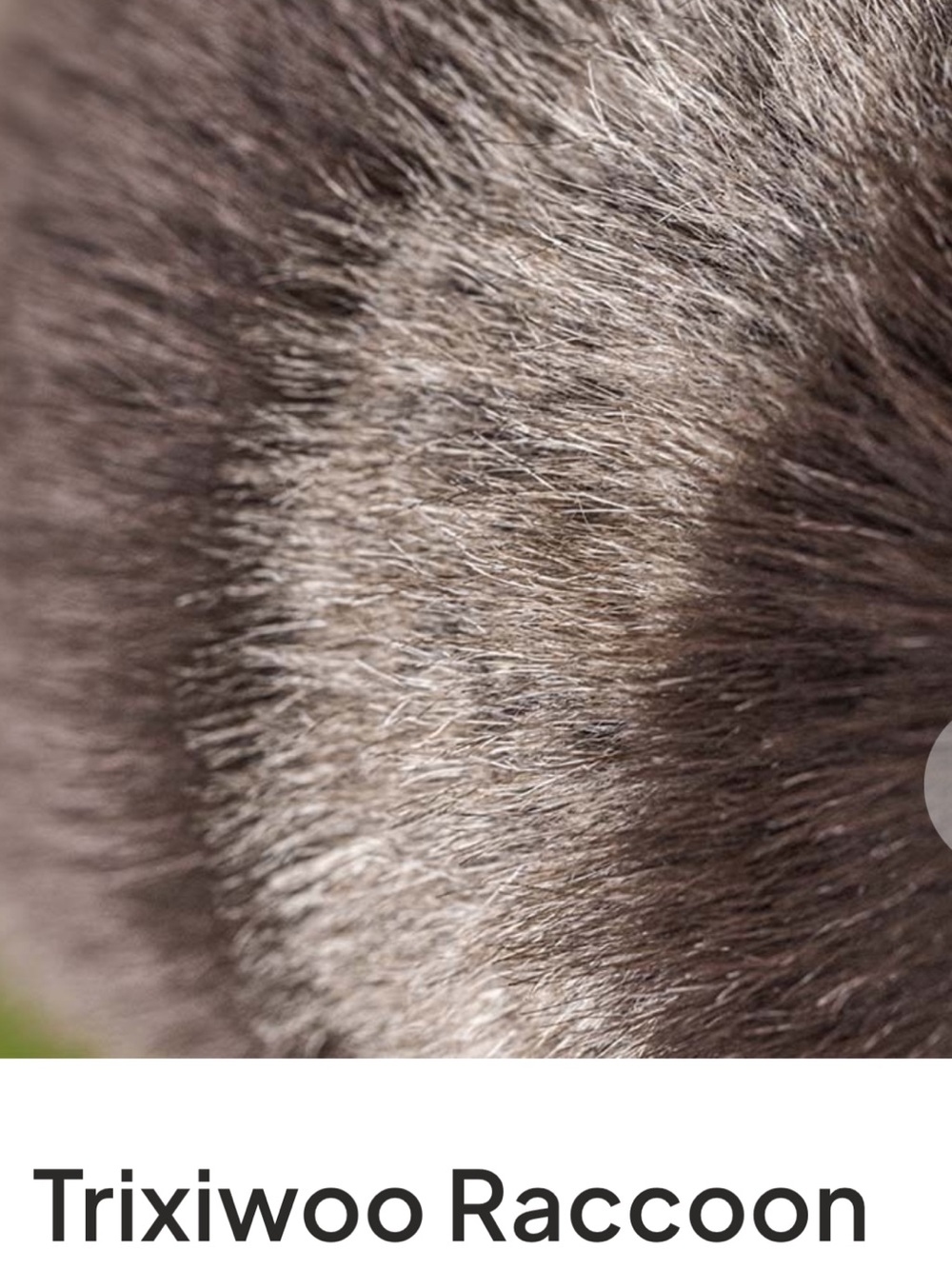 Jellycat Trixiwoo Racoon - Picture 7 of 7